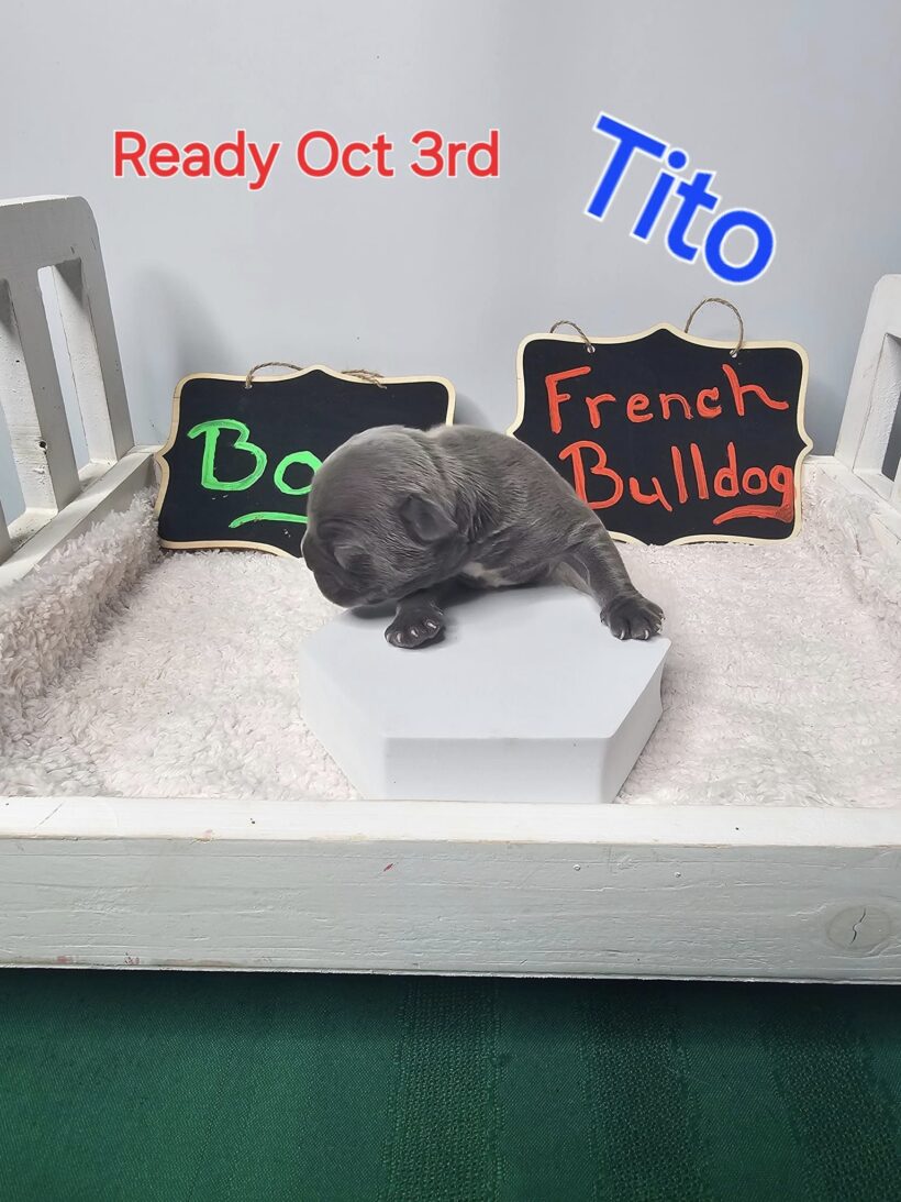 Tito – Male French Bulldog Puppy - Image 6