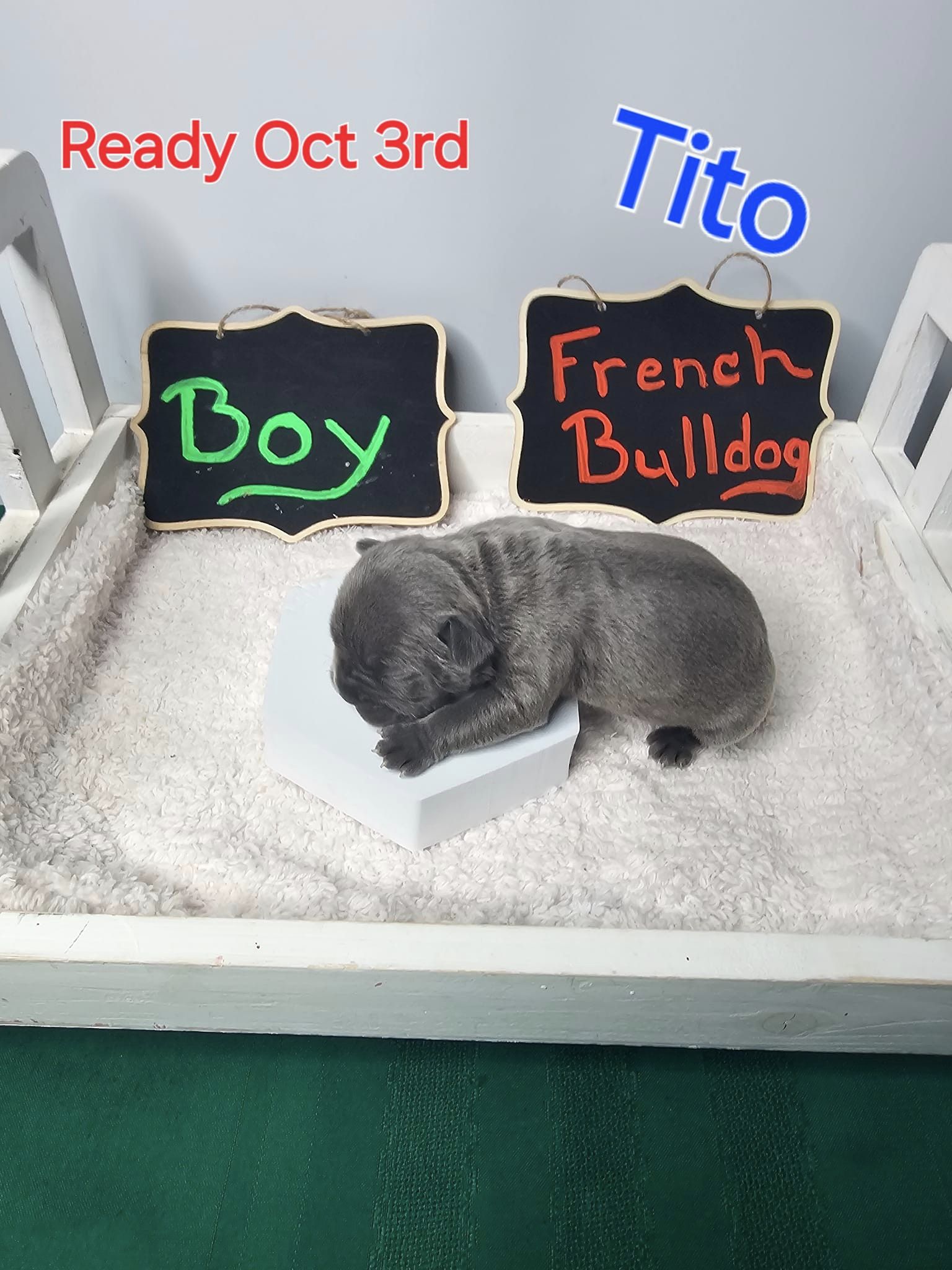 Tito – Male French Bulldog Pup
