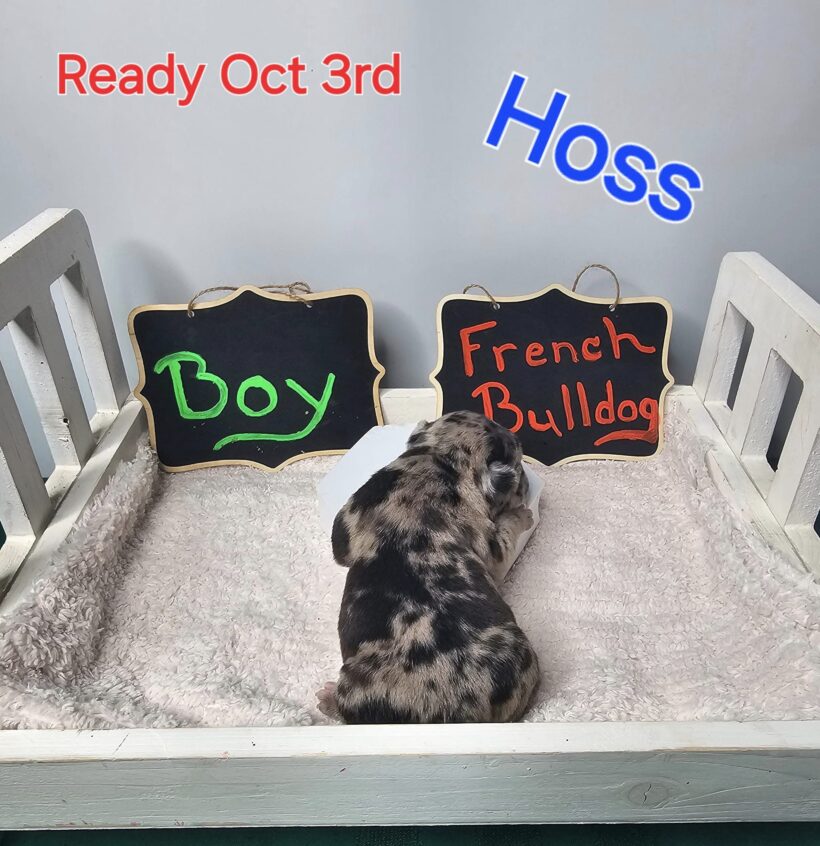Hoss - French Bulldog Male Puppy - Image 5