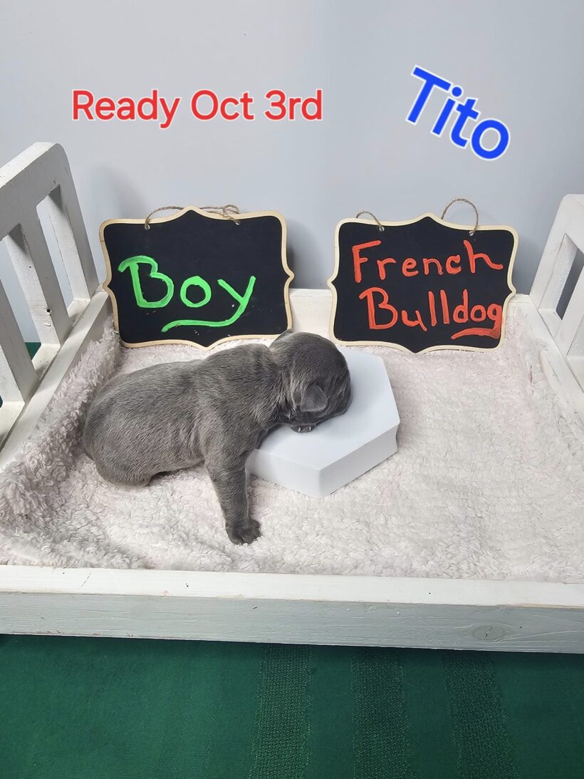 Tito – Male French Bulldog Puppy - Image 4