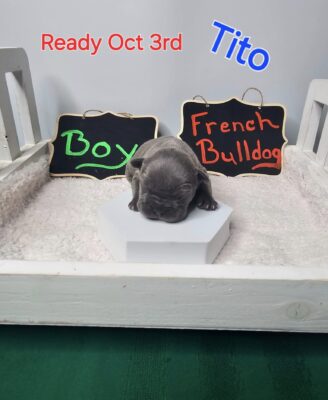 Tito – Male French Bulldog Puppy