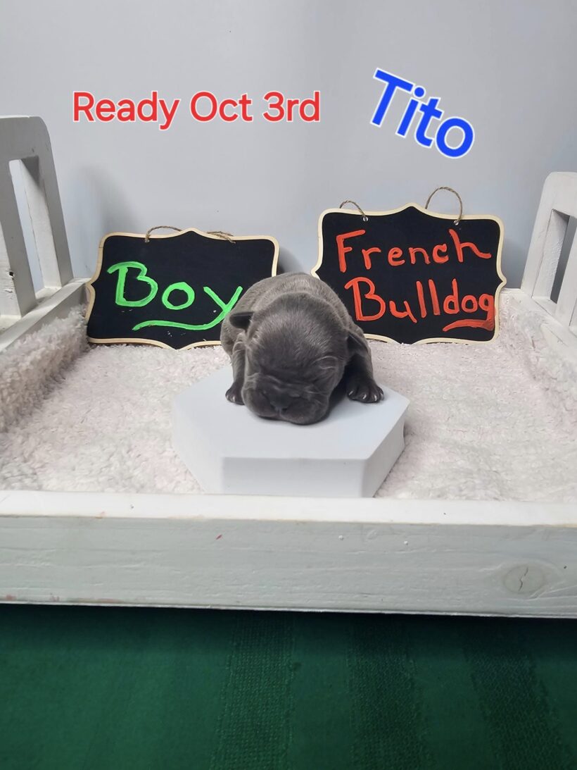 Tito – Male French Bulldog Puppy