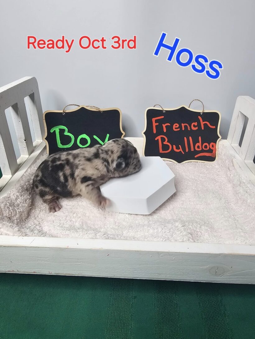 Hoss - French Bulldog Male Puppy - Image 3
