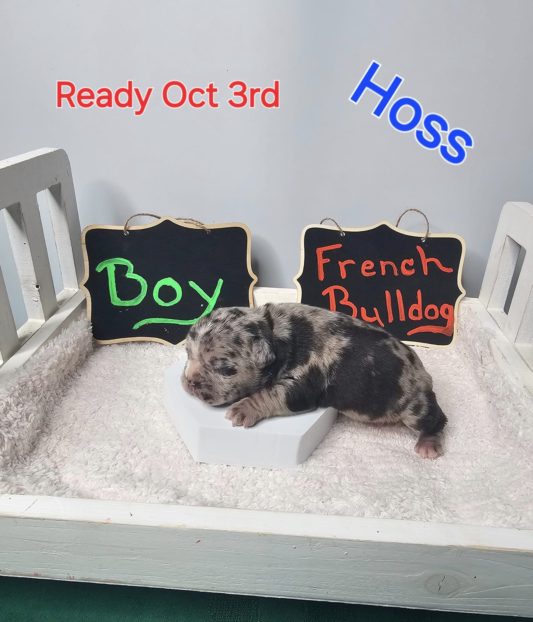 Hoss – Male French Bulldog Pup