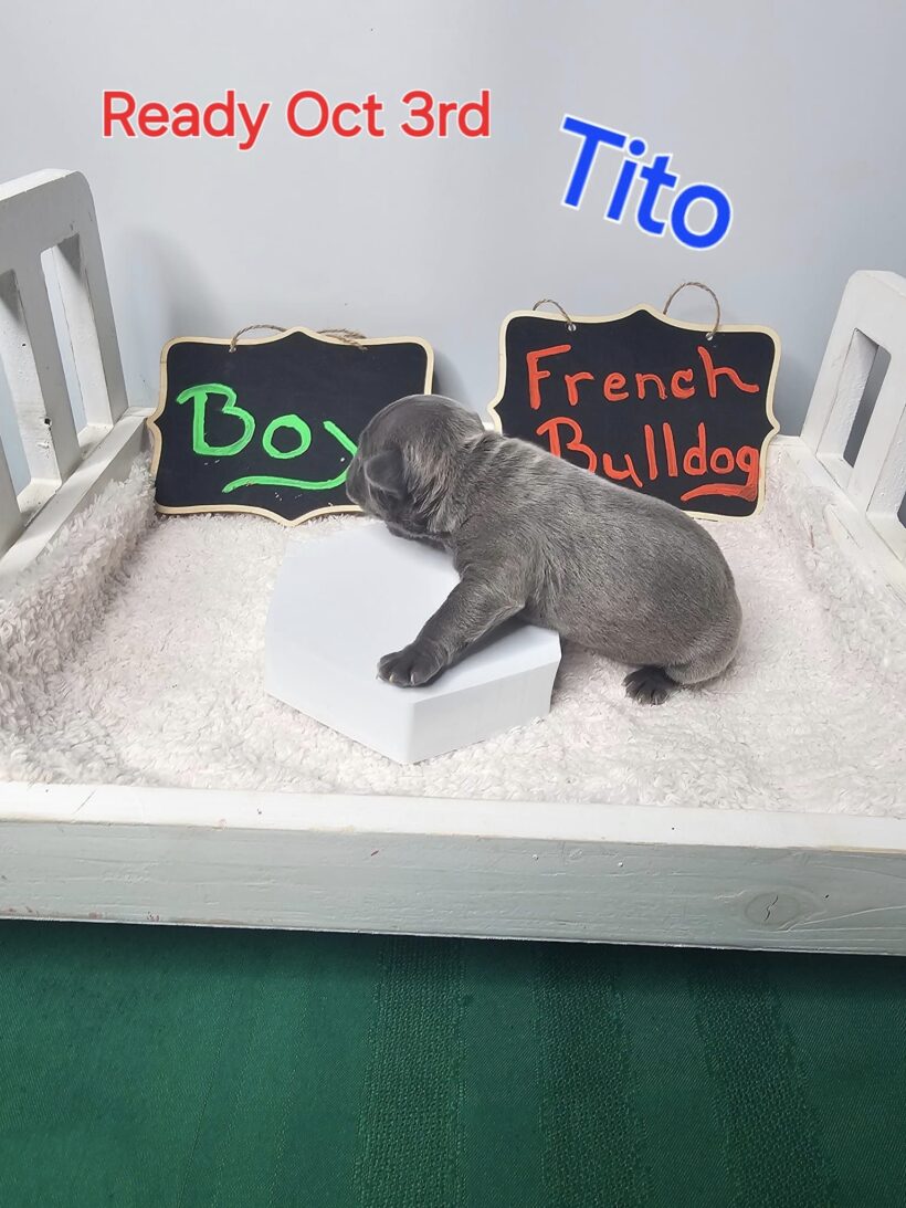 Tito – Male French Bulldog Puppy - Image 2