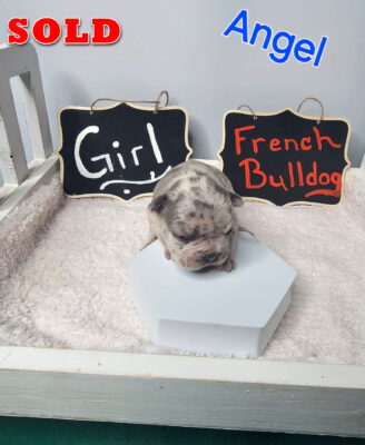 Angel – SOLD Female French Bulldog Pup