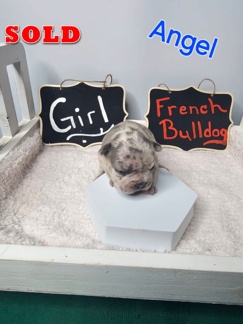 Angel – SOLD Female French Bulldog Pup