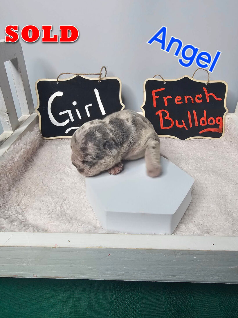 Angel – SOLD Female French Bulldog Pup - Image 3
