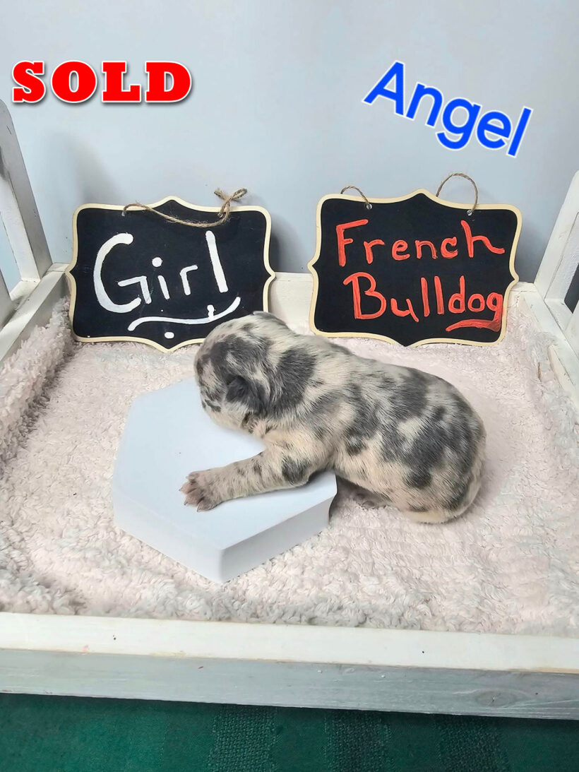 Angel – SOLD Female French Bulldog Pup - Image 4