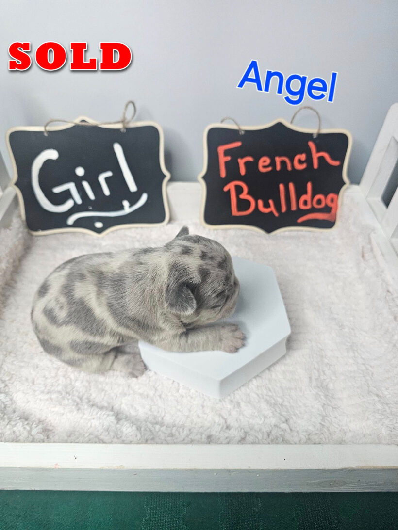 Angel – SOLD Female French Bulldog Pup - Image 5