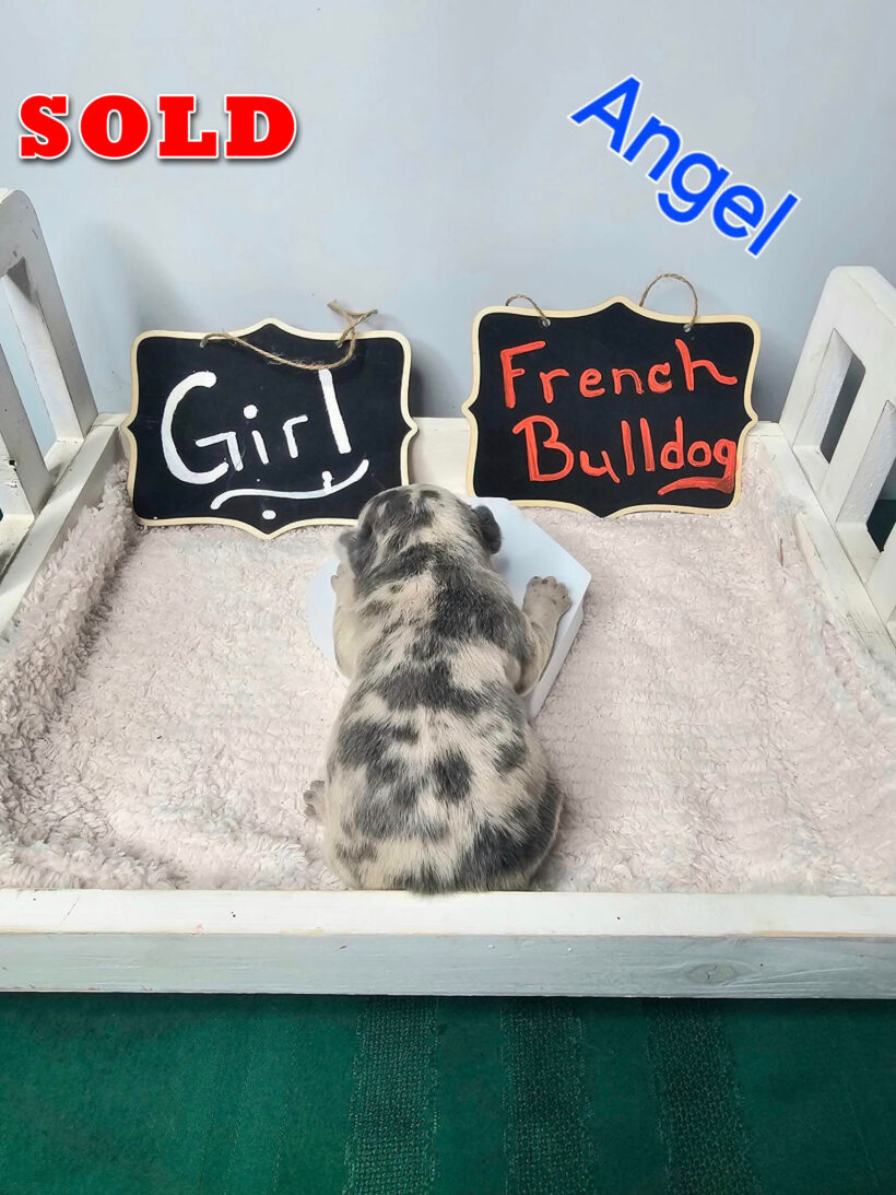 Angel – SOLD Female French Bulldog Pup - Image 6