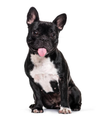 French Bulldog Puppies Females