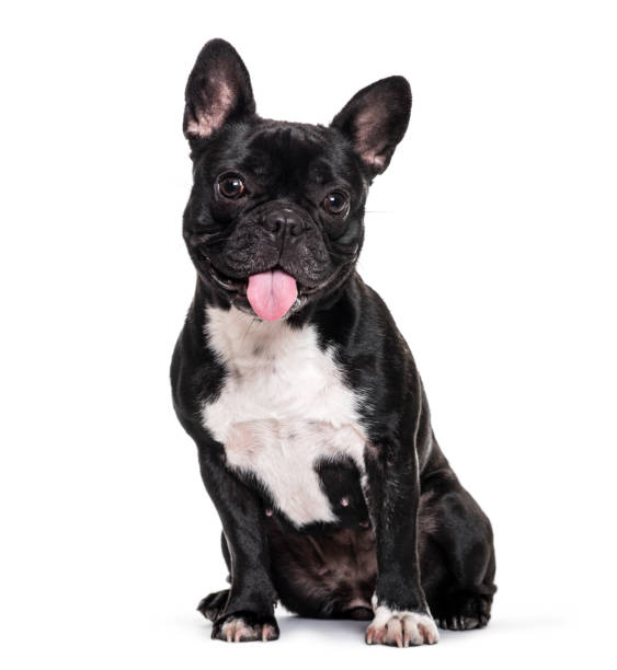 French Bulldog Female Puppy