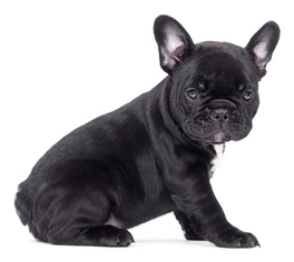 French Bulldog Puppies