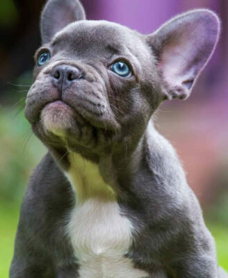 French Bulldog Puppies Males