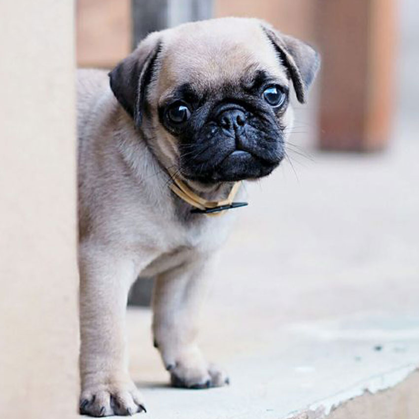 Pug puppy